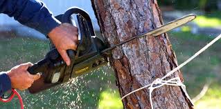 Sumiton, AL Tree Services Company