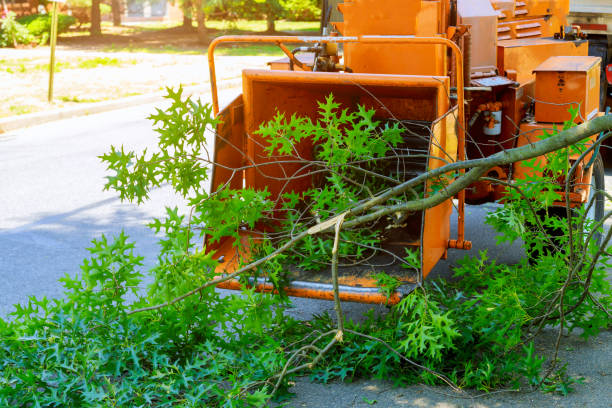 Reliable Sumiton, AL Tree Services Solutions