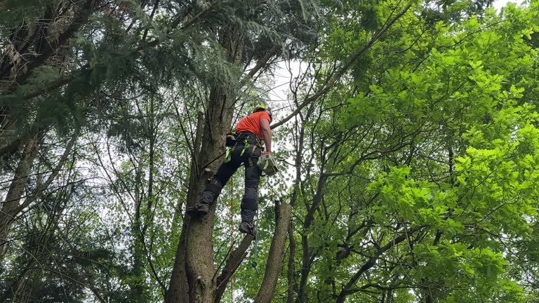 Mulching Services in Sumiton, AL